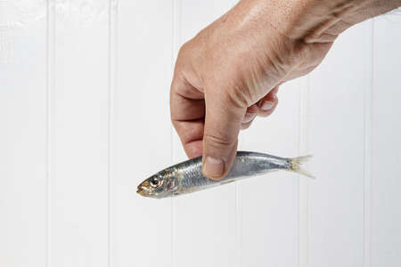 a hand held sardines in front of a white backgroundの写真素材