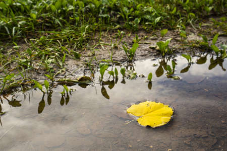 a fallen leaf in a puddle in autumn