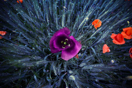 The unlikely colors of poppies in a wheat fieldの写真素材