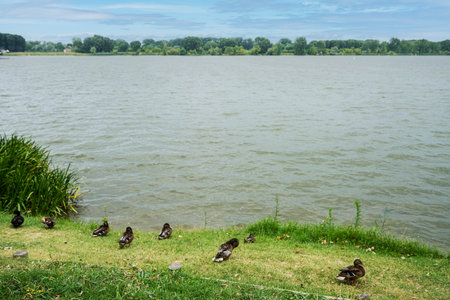 Mantua, Italy. July 13, 2021. some mallards on the bank of the Mincio river in the city centerのeditorial素材