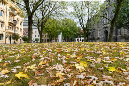 Oslo, Norway. September 2021. the lawn of a city park with fallen leaves from the trees in the city...