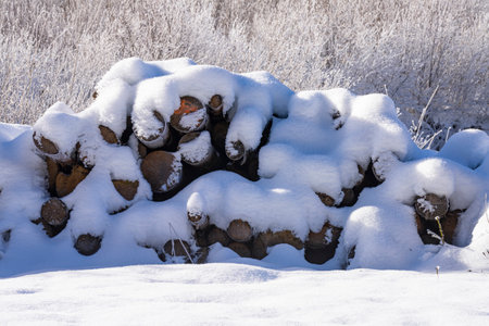 pine logs cut and stacked covered with snow