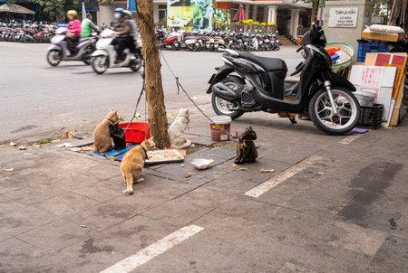 Hanoi, Vietnam, January 2023. cats on a leash on a street in the city centreのeditorial素材