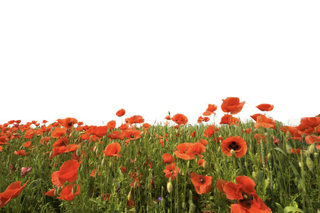 a wheat field with red poppies with the transparent backgroundの写真素材
