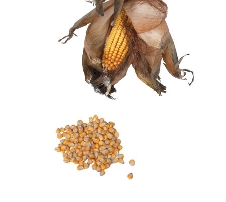 cob with some corn seeds on a transparent background