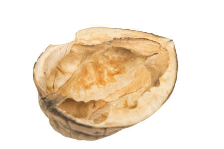 a bunch of nuts on a transparent background