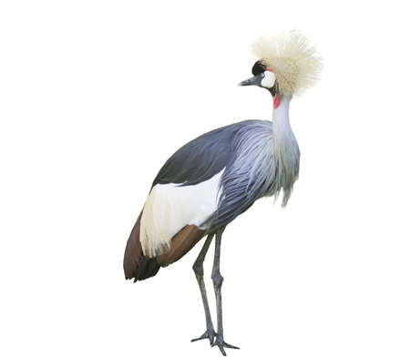 Balearica regulorum with a transparent backgroundの写真素材