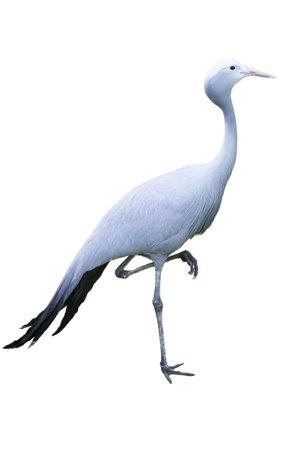 a grus paradisea with a transparent backgroundの写真素材