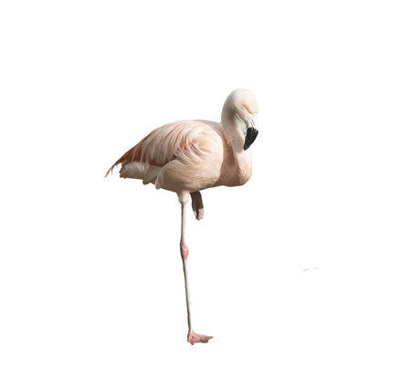 European pink flamingo on a transparent backgroundの写真素材
