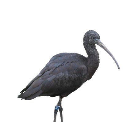 Glossy Ibis - Plegadis Falcinellus on a transparent backgroundの写真素材