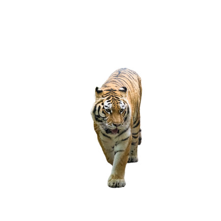 Amur tiger - Panthera Tigris Altaica on a transparent backgroundの写真素材