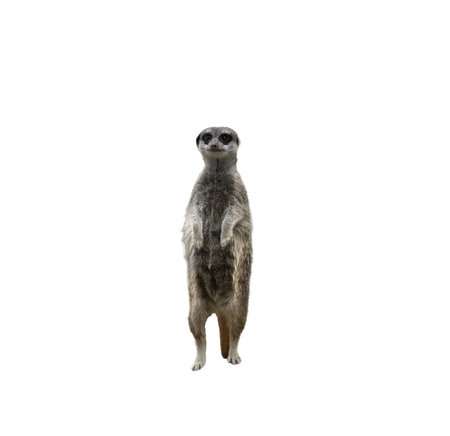 Meerkat - Suricata Suricatta on a transparent background