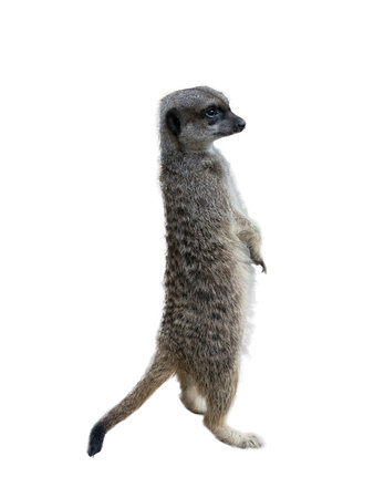 Meerkat - Suricata Suricatta on a transparent backgroundの写真素材
