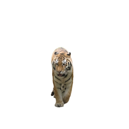 Amur tiger - Panthera Tigris Altaica on a transparent backgroundの写真素材