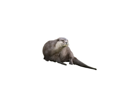 Oriental small-clawed otter - Aonyx Cinerea on a transparent backgroundの写真素材