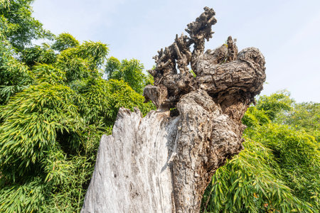 Detail of the trunk of an old dead treeの写真素材
