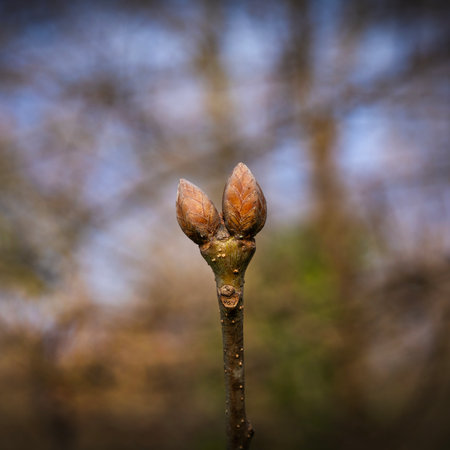 detail of the buds of a tree in springの写真素材