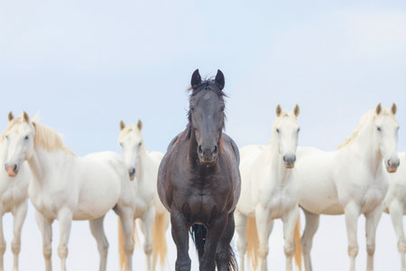 AI generated image. a black horse among a group of white horses on a white backgroundの素材