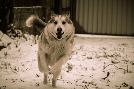 Hunting Dogの写真素材