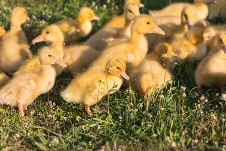 yellow ducklings on a green grassの写真素材