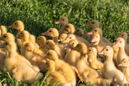 yellow ducklings on a green grassの写真素材