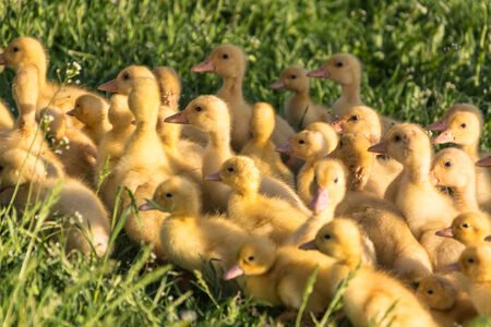yellow ducklings on a green grassの写真素材