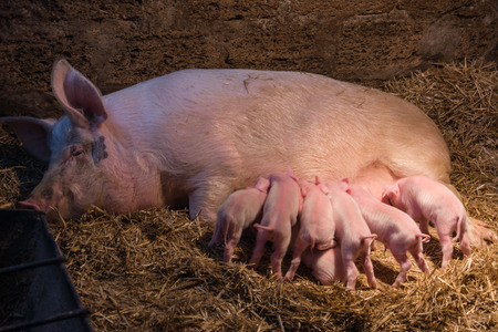 piglets with a pigの写真素材