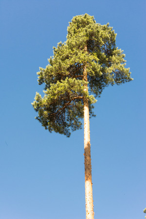 High pine trunks and lush crown, towering up on background of soft blue skyの写真素材