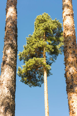 High pine trunks and lush crown, towering up on background of soft blue skyの写真素材
