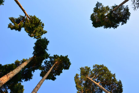 Crown of tall pines against the beautiful blue sky with clouds 