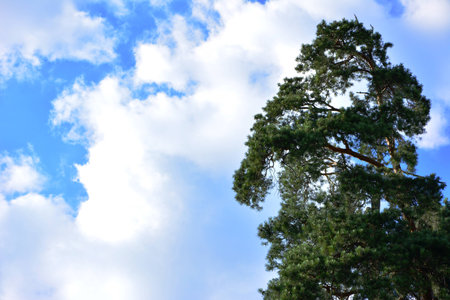 Crown of tall pines against the beautiful blue sky with clouds 