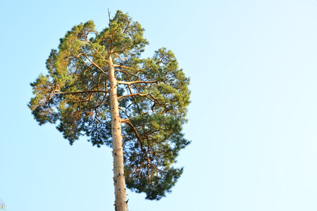 Crown of tall pines against the beautiful blue sky with clouds 
