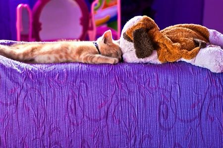 small sleeping kitten on a sofa backの写真素材