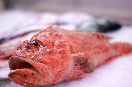 beautiful red fish was photographed on ice slicesの写真素材