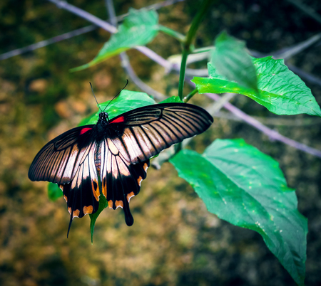 the beautiful black butterfly has been photographed in the park on walkの写真素材