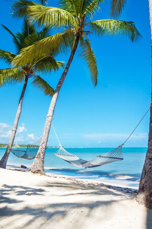 White hammock between tall palm trees was photographed on a beautiful beachの写真素材