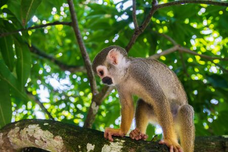 Beautiful little playful monkeys photographed in the park