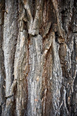 Bark of the tree in the park. Background and texture.の写真素材