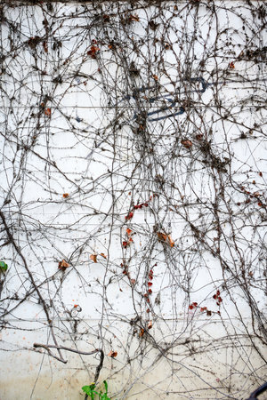 Dried vine on the white wall, abstract background and texture.の写真素材
