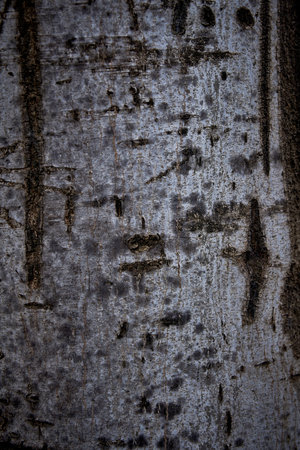 Bark of birch tree texture background for design with copy space for text or image.の写真素材