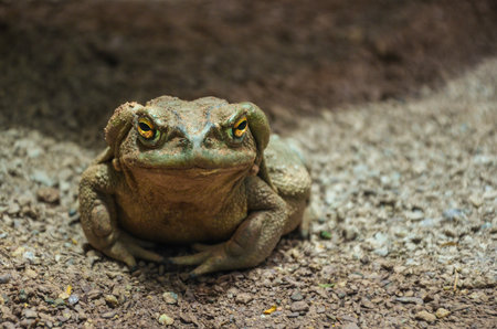 Close-up of a large toad resting on the ground, showing its rough skin and golden eyesの写真素材