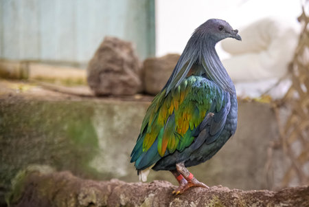 Close-up of a Nicobar pigeon (Caloenas nicobarica). The bird displays its striking iridescent plumage in shades of green, blue, and copper, with long hackle-like feathers on its neck and a contrasting white tailの写真素材