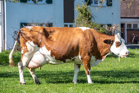 Simmental (Fleckvieh) cow with brown and white markings standing on green pasture near a farmhouse in Switzerlandの写真素材