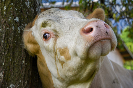 Close-up of a Swiss cow scratching its head against a tree. The expressive portrait captures a natural rural moment with detailed features of the animalâs faceの写真素材