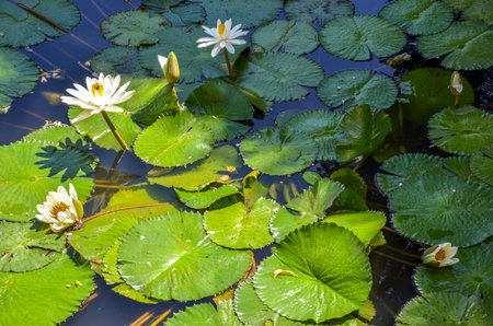White water lilies blooming among broad green lily pads on a calm pond in Colombia, bathed in natural sunlightの写真素材