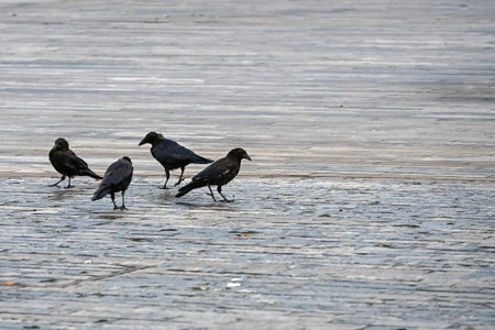 A group of four black crows standing on a stone pavement. The birds are scattered across the...