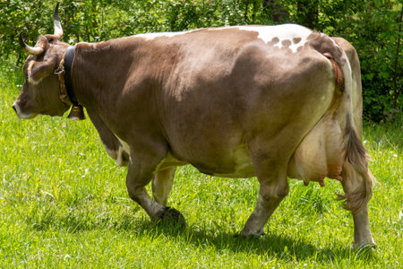 Brown Swiss cow with a bell walking on green grass in Glarus, Switzerlandの写真素材