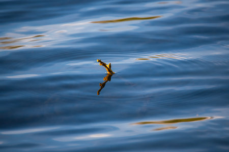 A closeup shot of a tree branch floating on the surface of the waterの写真素材
