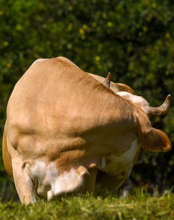 view of a Swiss Simmental cow grazing in a green meadow near Thun, Switzerlandの写真素材