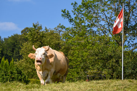 Swiss cow standing in a green meadow next to the national flag of Switzerland. A symbolic rural scene combining alpine farming tradition and national identity under a clear blue skyの写真素材
